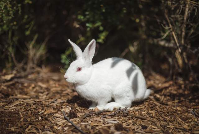 mity o królikach