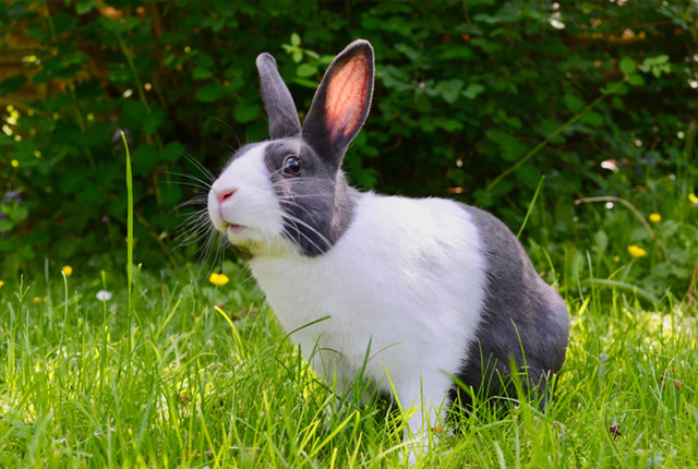 mity o królikach