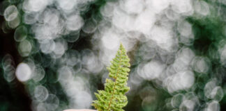 pielęgnacja paprotki