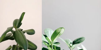 Jak pielęgnować fikusy