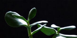 jak pielęgnować grubosza