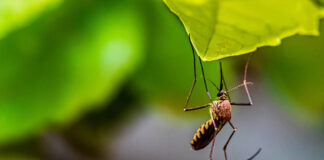 Jak pozbyć się komarów