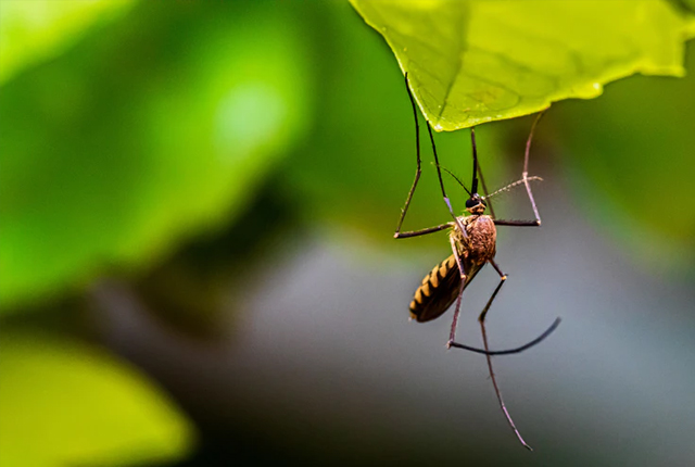 Jak pozbyć się komarów