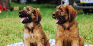 Komendy, które powinien znać twój pies