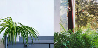 rośliny pochłaniające wilgoć