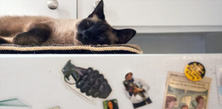 Co trzymać w lodówce