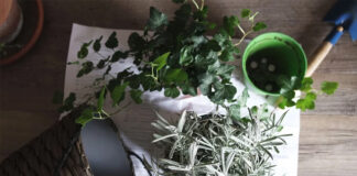 pielęgnacja roślin