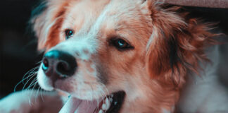 Jak nie witać się z psem