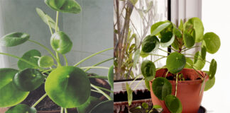 Jak pielęgnować pieniążka