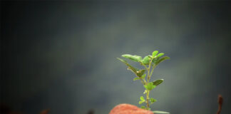 Jak pozbyć się przędziorków?