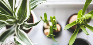 przesadzanie kwiatów