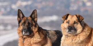 Rasy psów do pilnowania posesji