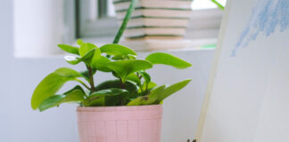 rośliny w ciemnym mieszkaniu