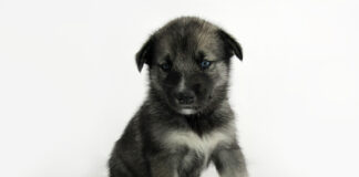 DIY zabawki dla psów.