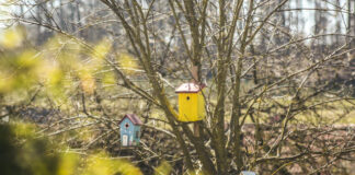 karmnik dla ptaków diy