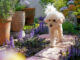 Pies a ładny ogród