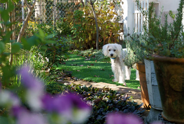 Pies w ogrodzie
