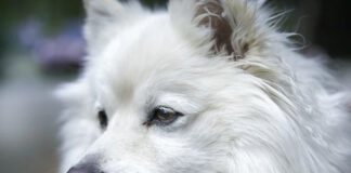 Pierwsze dni szczeniaka w domu