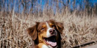 wyprawka dla szczeniaka