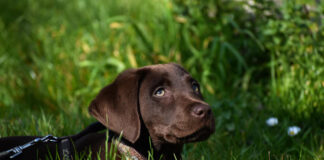 wyprawka dla szczeniaka