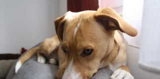 Suplementy diety dla psów