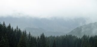 Ochrona dzikiej przyrody w parkach narodowych