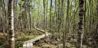 Historia powstania pierwszego parku narodowego w Polsce