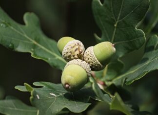 Jak pozbyć się garbników z akwarium?
