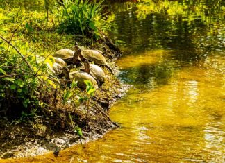 Czy kruche ciasto wkładamy do nagrzanego piekarnika?