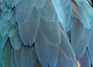 Czy ptasie mleczko jest polskie?