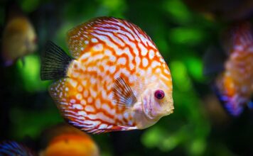 Czy można dolewać wody do akwarium?