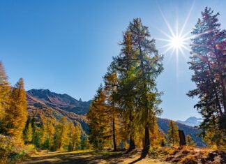 Jak się robi masę na sernik?