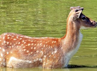 Dlaczego stoi wodą w pojemniku na płyn do płukania?