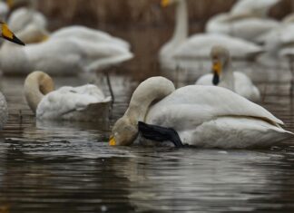 Gdzie swedzi skóra przy chorej trzustce?