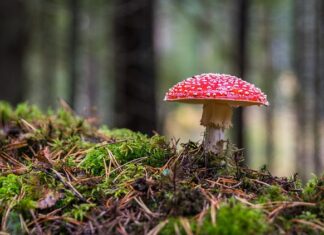 Jak wyczyścić pralkę grzyb w pralce?