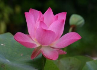 Jak jest po angielsku bezą?