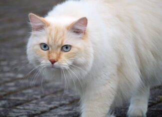 Co zbiera sierść w pralce?