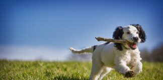 Jak odzyskać czarny kolor ubrań?