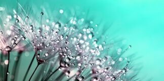 Co powoduje kruchość ciasta kruchego?