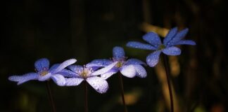 Czy czosnek regeneruje wątrobę?