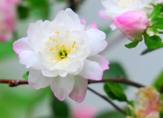 Ile jest rodzajów czekolady?