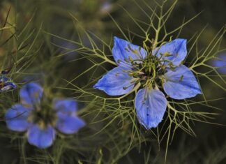 Czy wylewać pierwsze parzenie zielonej herbaty?