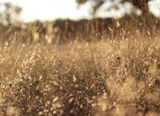 Ile filtrów w akwarium?