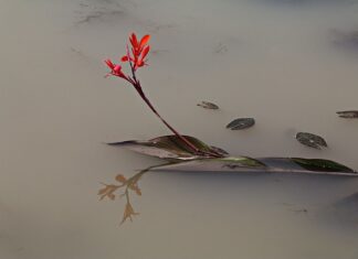 Od czego robi się mętna woda w akwarium?