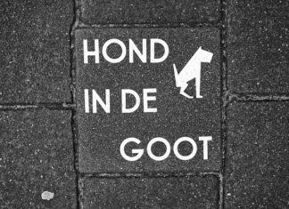 Jak pozbyć się odchodów ryb z akwarium?