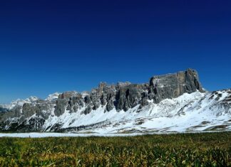 Jak zrobić nawóz do cytryny?