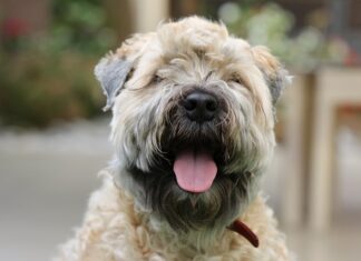 Jak pozbyć się sierści z łóżka?