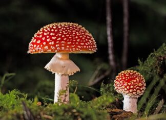 Jak pozbyć się grzyba z kabiny prysznicowej?