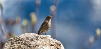 Jak usunąć pleśń z kołnierza pralki?