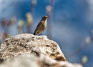Jak usunąć pleśń z kołnierza pralki?
